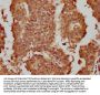 PER2 Antibody