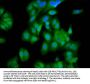 GATB Antibody
