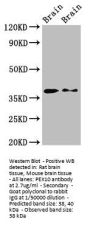 PEX10 Antibody