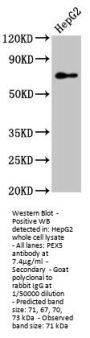 PEX5 Antibody