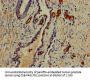 PFAS Antibody