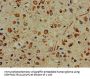 PFAS Antibody