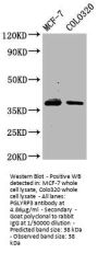 PGLYRP3 Antibody