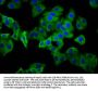 PHEX Antibody