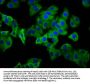 PHEX Antibody