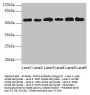 PHF10 Antibody