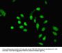 PHF10 Antibody
