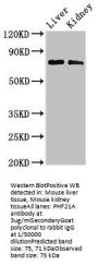 PHF21A Antibody