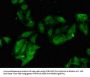 PHF21A Antibody
