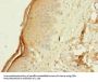 PI3 Antibody