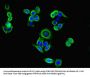 PI3 Antibody