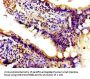 PIK3CA Antibody
