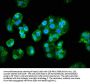 PIK3CA Antibody