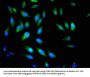 PIK3CB Antibody