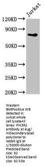 PIK3R2 Antibody