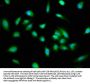PIR Antibody
