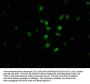 PIR Antibody
