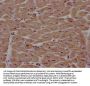 PITPNA Antibody