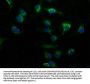 PITPNA Antibody