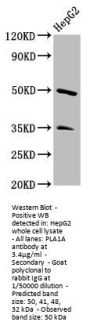 PLA1A Antibody