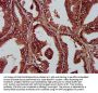 PLA1A Antibody