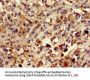 PLA2G10 Antibody