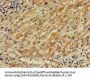 PLA2G10 Antibody