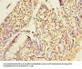 PLA2G16 Antibody