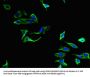 PLA2G4A Antibody