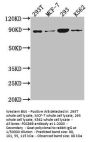 PLA2G4B Antibody