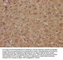 PLA2G4B Antibody