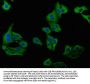 PLA2G4B Antibody
