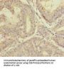 PLAA Antibody