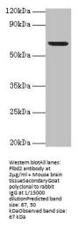 Plbd2 Antibody