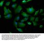 PLCG1 Antibody