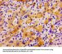 PLD2 Antibody