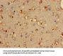 PLD3 Antibody