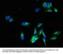 PLD3 Antibody