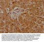 PLG Antibody