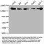 PLXNB2 Antibody