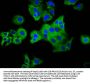 PLXNC1 Antibody