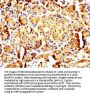 PNLIP Antibody