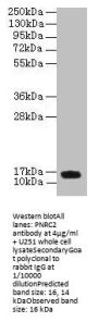 PNRC2 Antibody