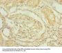 PNRC2 Antibody