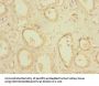 POGK Antibody