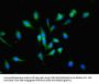 POGK Antibody