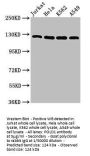 POLD1 Antibody