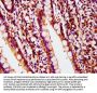 POLD2 Antibody
