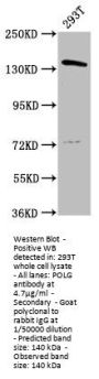 POLG Antibody