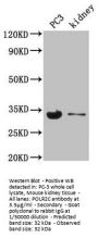 POLR2C Antibody